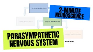 2Minute Neuroscience Parasympathetic Nervous System [upl. by Ettennal741]