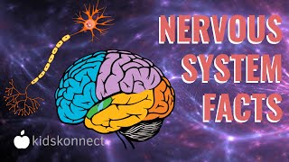 Nervous System Facts For Kids  How it Works Anatomy Facts [upl. by Stephi]