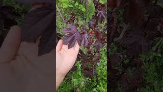 Roselle or Cranberry Hibiscus Which is Better for Tea flowers teagarden gardening plants [upl. by Hauser]