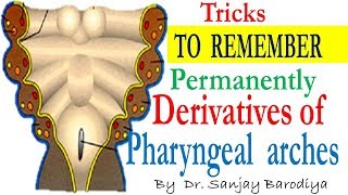 Pharyngeal Arches now made very easy to remember permanently with these Tricks [upl. by Ima284]