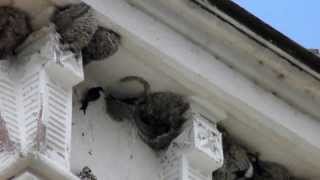 Lastun de casa  Delichon urbicum House Martin [upl. by Harald]