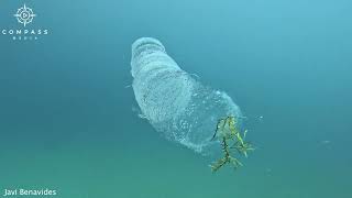 Diver Swims Alongside Alienlike Pyrosome [upl. by Spatola]