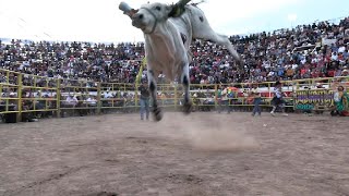 EL PRIMER JARIPEO DEL AÑOSASQUATCH AL RESCATERANCHO LOS DESTRUCTORES  URIANGATO 01 DE ENERO 2024 [upl. by Atselec]