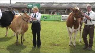 Great Yorkshire Show 2008  dairy interbreed [upl. by Hannad42]