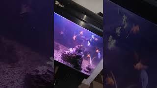 our new fish tank gold fishgowraviraltrending please subscribe for more videos and like [upl. by Oates617]