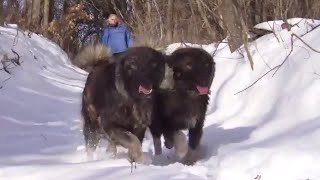 Walking 6 Beautiful Mountains Dogs In Snow Part 2 [upl. by Strep]