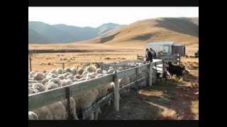 new zealand high country sheep muster [upl. by Anihs417]