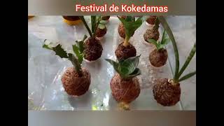 Festival de Kokedamas [upl. by Publius]