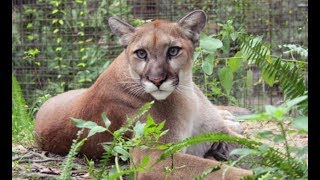 LIVE Rescue Cougar Feeding at Big Cat Rescue  The Dodo [upl. by Eilliw]