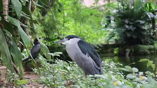 2 HORAS com Sons da Natureza Pássaros Água Corrente Riacho HD [upl. by Golda]