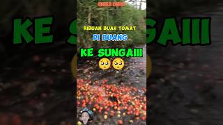 HARGA TOMAT GAK MASUK AKAL ❗❗ shorts petani [upl. by Mij223]