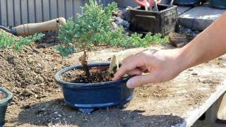 Bonsai Basics  Watering your Bonsai Tree [upl. by Wilkey]