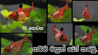 Parisaraya Marai How To Breed Serpae Fish [upl. by Ainorev]