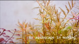 An aquascape in making [upl. by Vlad]