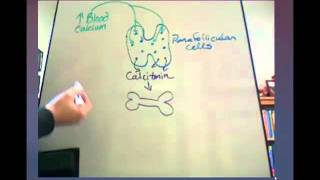 Calcitonin Tutorial [upl. by Yerffoj]