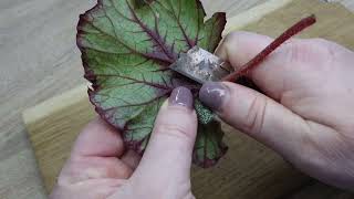 How i propagate begonias with a leaf fragment at home [upl. by Anerahs758]