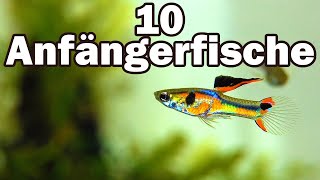 10 Anfängerfische für das 60cmAquarium 73 [upl. by Margarita]