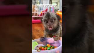 Cute Marmoset monkey animals pets marmoset [upl. by Eimmas]