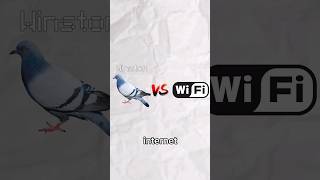 Paloma vs Wifi 🕊 [upl. by Stander]