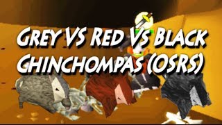 Black VS Red VS Grey Chinchompas Oldschool Runescape [upl. by Forlini131]