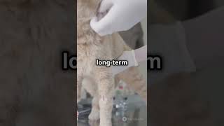 Why Declawing Your Cat is Cruel catlover catshorts facts cats cat shorts viral pet pets [upl. by Repsag]