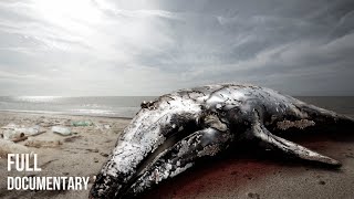 Whales Stranded  Why they are committing suicide [upl. by Aihsoj]