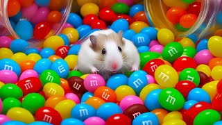 🌈 Colorful Hamster Maze with mampms Candies 🍬 [upl. by Thebault]