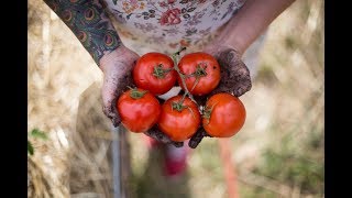 How to Grow The Best Tomatoes  Gardening Tips and Tricks [upl. by Glynn]