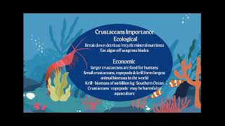 AICE Marine Science Topic 4 Understanding Echinoderms and Crustaceans [upl. by Nylidnarb909]