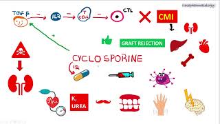 Immunosuppressants PART  2  Calcineurin INHIBITORS  CYCLOSPORINE  TACROLIMUS [upl. by Godred]