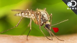 Why Are Mosquitoes So Good at Carrying Disease [upl. by Ornas]