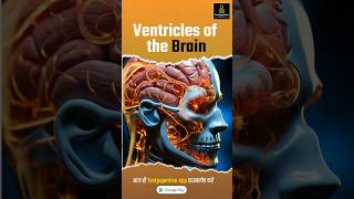 Ventricles of the Brain  nervous system ventricles nervoussystem brain testpaperlive nursing [upl. by Arakal]