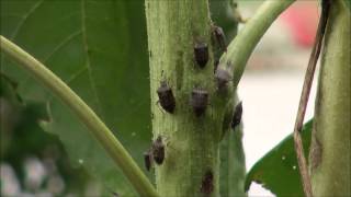 Brown marmorated stink bugs on sunflower [upl. by Norah918]