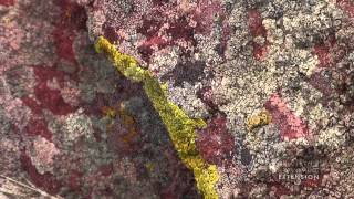 Rock Lichen [upl. by Nemaj]