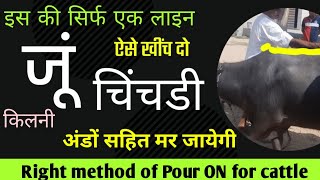 Flumethrin Pour ON how to use for cattle ticks  Bhains Gay ki Juon ka ilaaj Ramawat [upl. by Aneloc529]