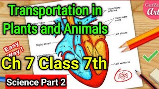 Transportation in Plants and Animals Class 7 Science Chapter 7  NCERT Explanation in Hindi  Part 2 [upl. by Nirda]