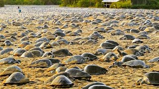 Raising Millions of Softshell Turtle for Meat  Softshell Turtle Farming and Harvesting Technique [upl. by Dyan]