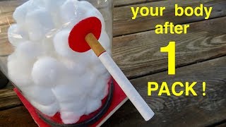 How Smoking 1 Pack of Cigarettes Wrecks Your Lungs ● A Must See [upl. by Hctud]