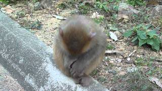 Story of an Injured Macaque 1 Sorry that you have a big nasty wound [upl. by Swisher]