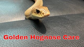 Madagascar Golden Hognose Care Easy Tips For Keeping Your Pet Happy And Healthy [upl. by Ahcatan]