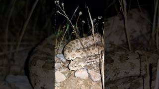 افعی شاخدار ایرانی  horned viper hiking backpacking snake wildlife [upl. by Breen]