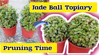 Jade Ball Topiary Pruning Time How and Why To Prune Jade Topiary jade Topiary [upl. by Onaivatco]