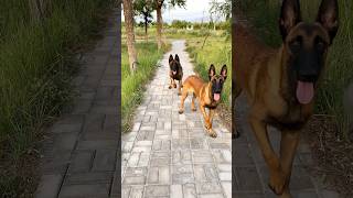 Belgian Malinois training dog malinois becgiegermanshepherd chó pets dog 02 [upl. by Bartholemy811]