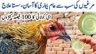 Prevention and Treatment of Colibacillosis in Poultry  E coli in Chickens  Dr ARSHAD [upl. by Mirielle]