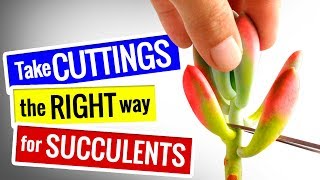 SUCCULENT PROPAGATION  HOW TO Take CUTTINGS the RIGHT way [upl. by Albright437]