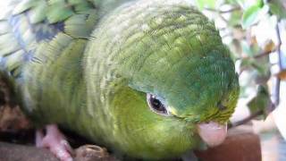 Lineolated Parakeets Linnie Lullaby [upl. by Eigroeg]