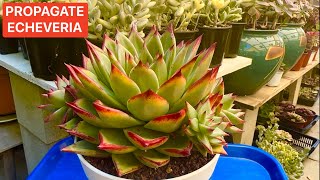 TAKE CARE amp PROPAGATE ECHEVERIA IN SUMMER GROWING SEASON  NHÂN GIỐNG SEN ĐÁ [upl. by Ced581]