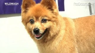 Grooming Guide  Pomeranian Scissor Trim  Pro Groomer [upl. by Cha]