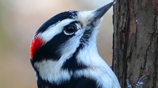 Downy woodpecker call  song  sounds  Bird [upl. by Dde]