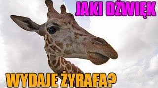 Jaki dźwięk wydaje żyrafa [upl. by Yentrac]